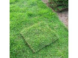 [台湾草]草坪-绿化真草坪草皮卷价格批发基地厂家