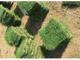 [绿化草卷]德庆台湾草卷价格