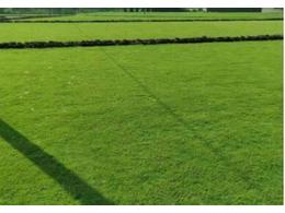 东莞兰引三号报价