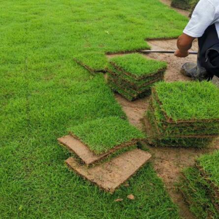 绿化草坪种植基地