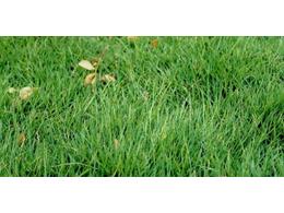 台湾草的特征以及和马尼拉草的区别