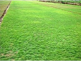 博罗园洲大型的兰引三号草坪