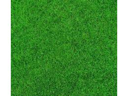 固戍马尼拉草批发