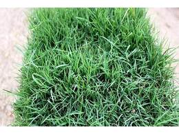 [马尼拉油草]马尼拉草场正规品牌