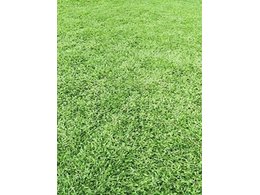 [绿化草卷]博罗草卷批发