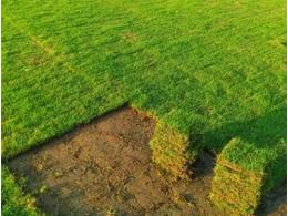 [台湾草]安顺易铺活的台湾草
