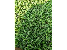 [台湾草]郴州台湾草价格