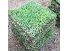 百慕大,马尼拉,台湾青三种草的区别