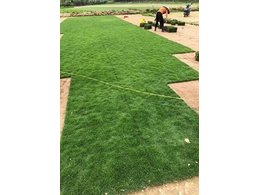 [绿化草卷]白云区绿化草卷批发