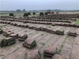 [绿化草卷]边坡绿化草批发公司
