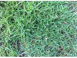 [台湾草]滁州草坪价格怎样区分马尼拉草与台湾草