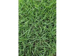 [台湾草]东莞台湾草供应