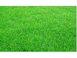 绿化草坪品种混播草有哪些？