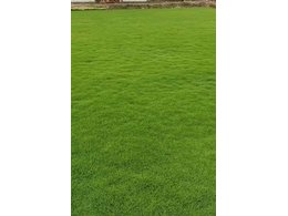 [大叶油草坪]佛山大叶油草多少钱