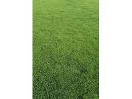 [大叶油草坪]广州大量供应大叶油草皮