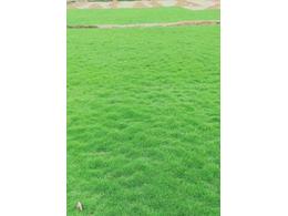 台湾草草皮厂家-目前台湾草皮每平方多少一平米？