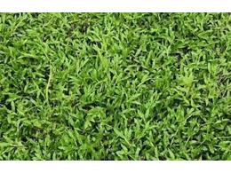 [大叶油草坪]中山三角大叶油草皮基地