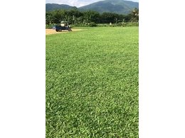 [大叶油草坪]五桂山区大叶油草价格