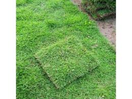 [台湾草]台湾草相关介绍