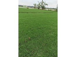 [大叶油草坪]衡东大叶油草坪,马尼拉草批发