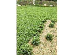 【大叶油草基地】中山蒋记草场