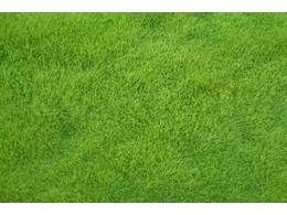 [大叶油草坪]南沙大叶油草坪热销品牌