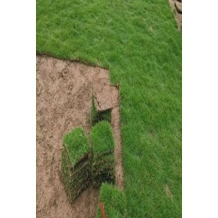 [大叶油草坪]徐闻大叶油草坪价格