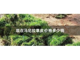 茂沁绿化-现在马尼拉草皮价格多少钱