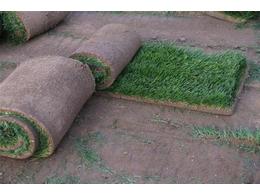 人工马尼拉草皮种植基地批发,人工草坪多少钱一平方