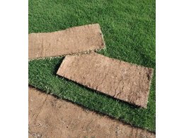 目前台湾草皮每平方多少一平米？