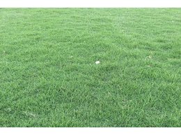 [大叶油草坪]肇庆大叶油草坪价格合理