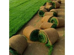 广东兰引三号草皮价格，多少钱一平?