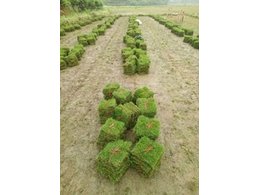 广东兰引三号草皮供应,马尼拉草皮