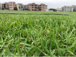 兰引三号草皮供应,一天能取草几万平方
