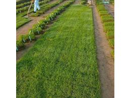 细叶结缕草种植基地-细叶结缕草价格