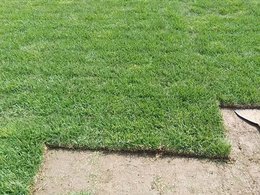 细叶结缕草-细叶结缕草草坪价格