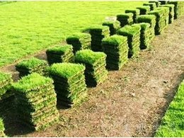 [兰引三号草]东莞虎门兰引三号草价格