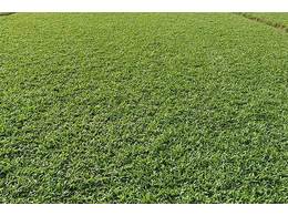 [兰引三号草]广州兰引三号草块生产基地