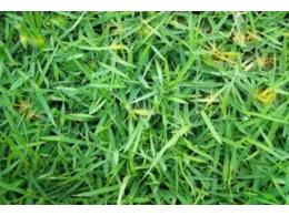 [兰引三号草]广州兰引三号哪家好