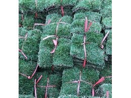 [兰引三号草]开平兰引三号草供应