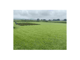 [台湾草]台湾草草坪种植基地