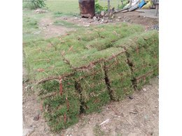 佛山市台湾草种植基地