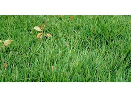 [台湾草]广东台湾草种子