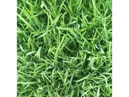 [绿化草卷]草卷种植价格