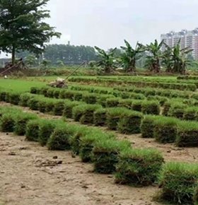 珠海市绿化草皮基地哪家比较好,马尼拉草皮
