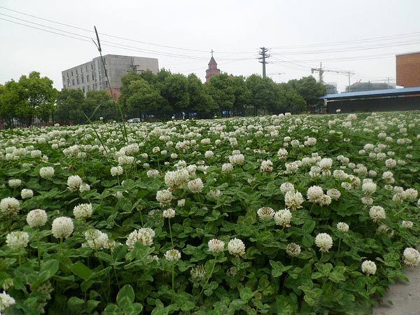 绿化草坪