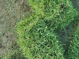 小区绿化草坪哪些好，这几种草坪是离不开的