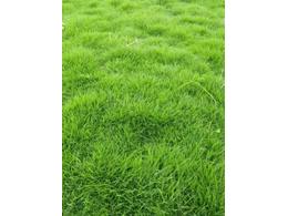 常用绿化草坪有哪些品种