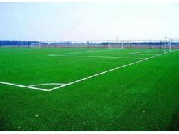 足球场绿化草坪