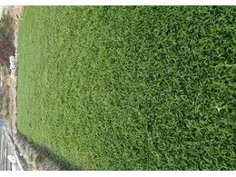 澄海草皮卷价格